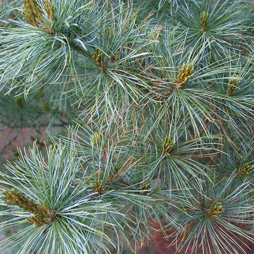 Pinus parviflora Bergman - Japanse witte den (Foliage)