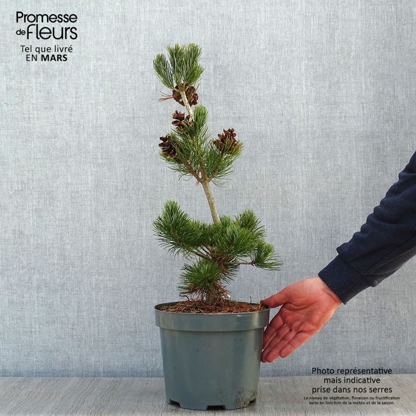 Example of Pinus parviflora Glauca - Pin blanc du Japon Pot van 4 l/5 l as you get in hiver