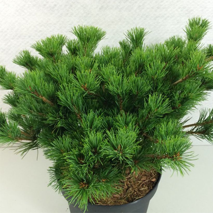 Pinus parviflora Kokuho - Japanse witte den (Plant habit)