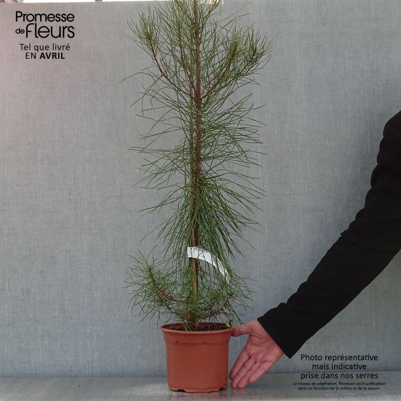 Exemplaar van Pinus pinaster - Zeeden Pot van 2 l/3 l zoals geleverd in de lente