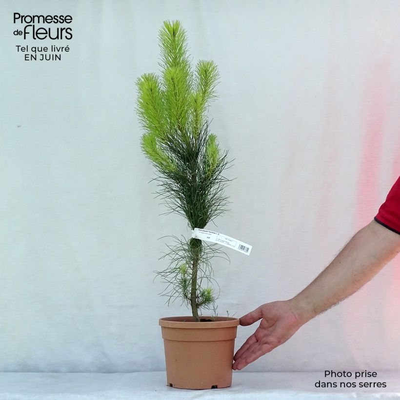 Exemplaar van Pinus pinaster - Zeeden Pot van 2 l/3 l zoals geleverd in de zomer