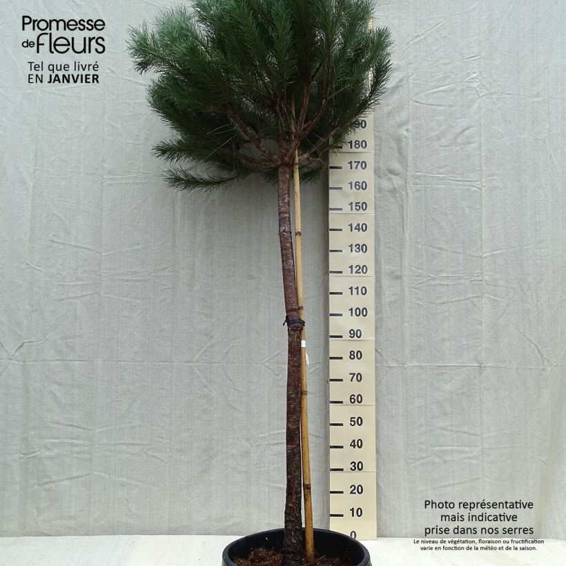 Example of Pinus pinea - Pin parasol Pot van 50 l/55 l as you get in hiver