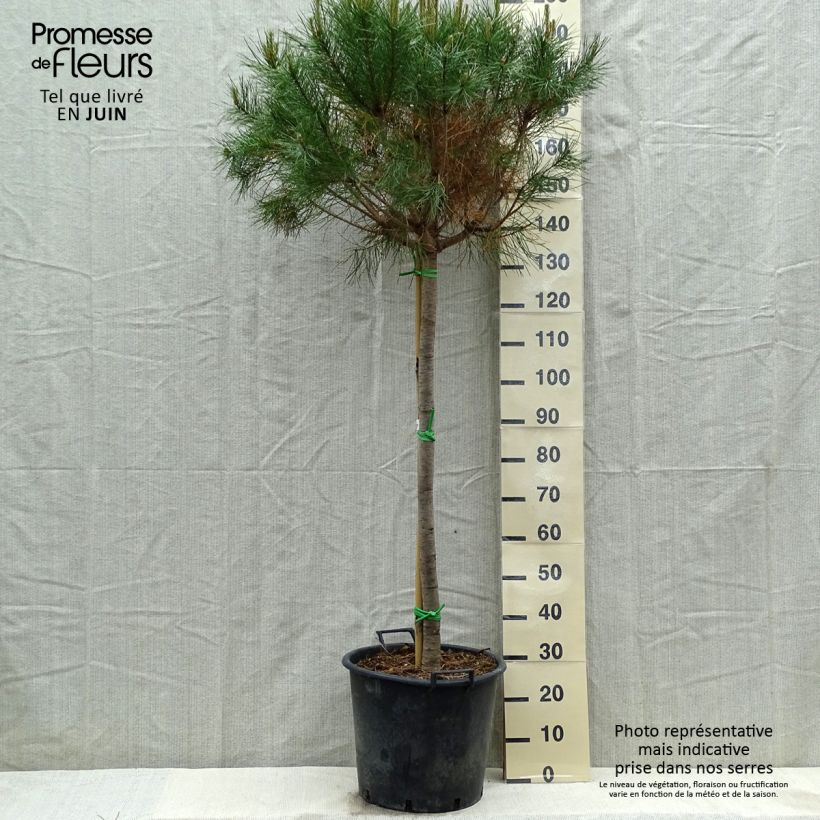 Exemplaar van Pinus pinea - Parasolden Pot van 50 l/55 l, Stengel zoals geleverd in de lente