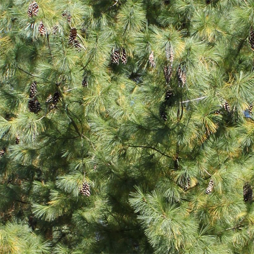 Pinus wallichiana strobus schwerinii - Tranenden (Foliage)