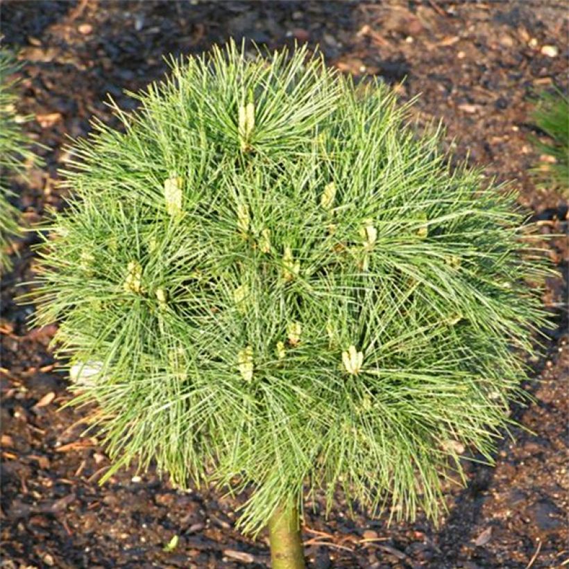 Pinus strobus Greg - Weymouthden (Foliage)
