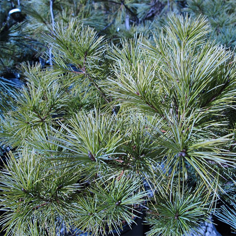 Pinus strobus Horsford - Weymouthden (Plant habit)