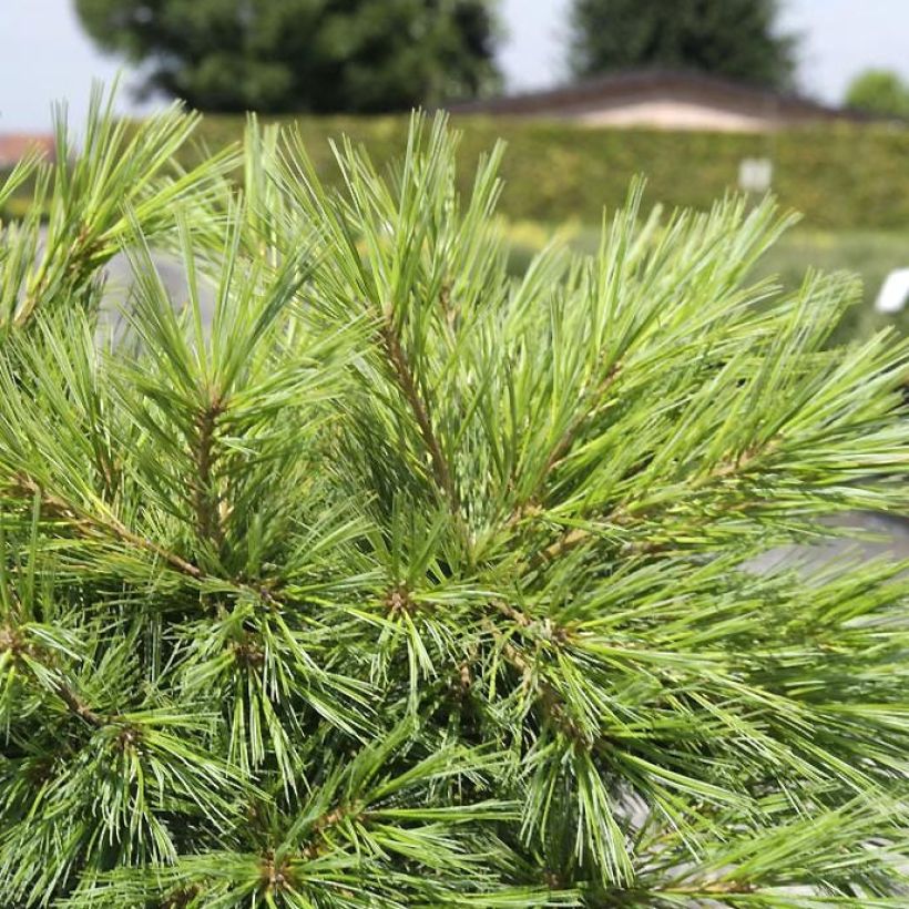 Pinus strobus Minima - Weymouthden (Foliage)