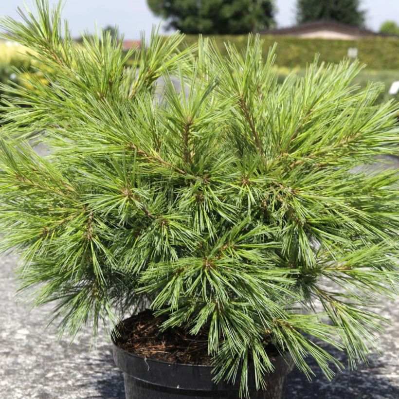 Pinus strobus Minima - Weymouthden (Plant habit)