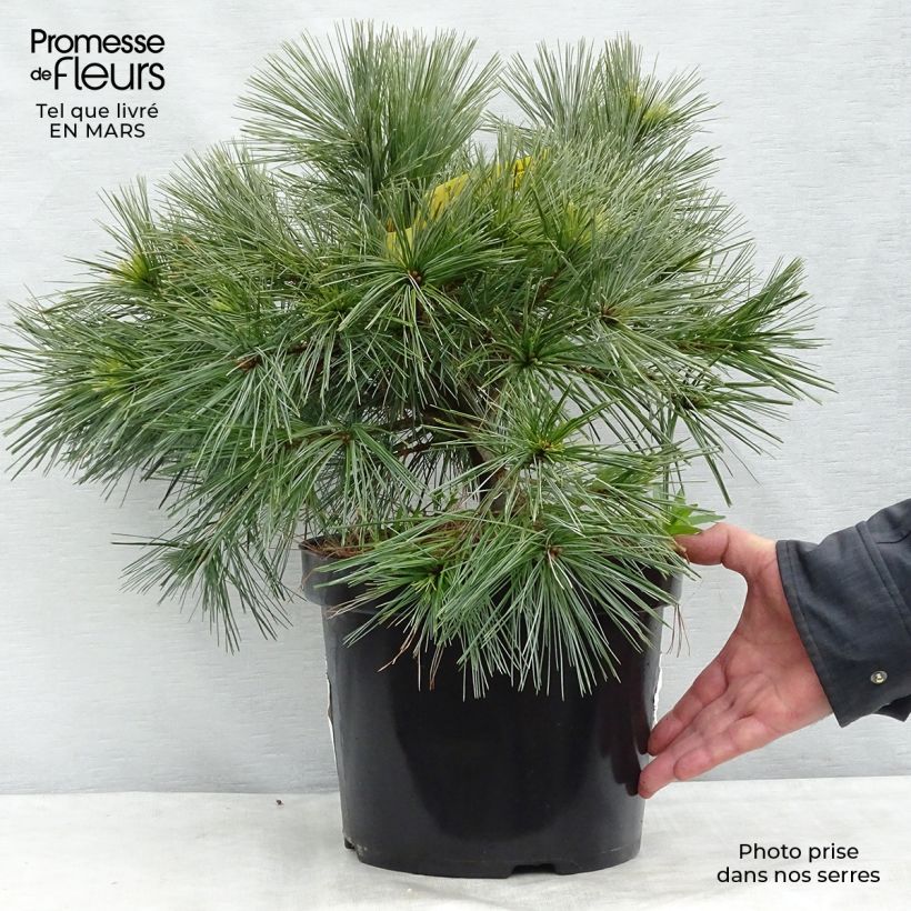 Example of Pinus strobus Minima - Pin de Weymouth Pot van 7,5 l/10 l as you get in hiver