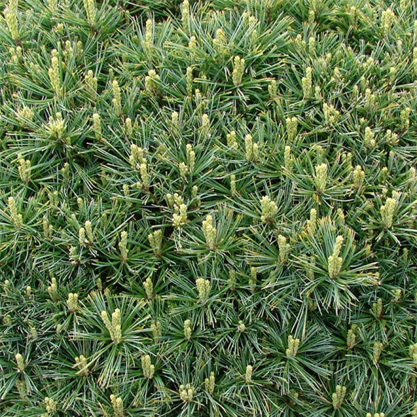 Pinus strobus Minuta - Weymouthden (Foliage)