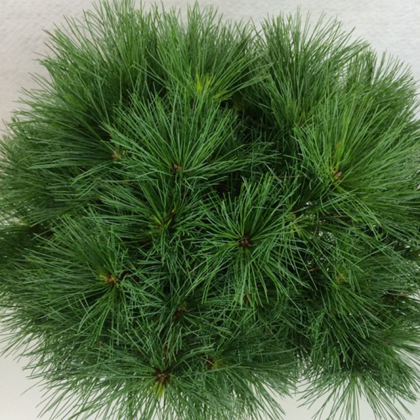 Pinus strobus Ontario - Weymouthden (Foliage)