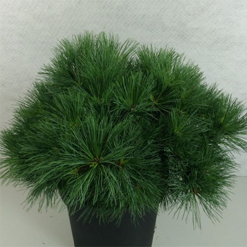 Pinus strobus Ontario - Weymouthden (Plant habit)