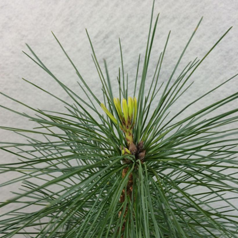 Pinus strobus Wendy - Weymouthden (Foliage)