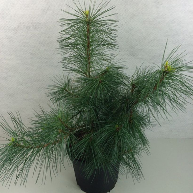 Pinus strobus Wendy - Weymouthden (Plant habit)
