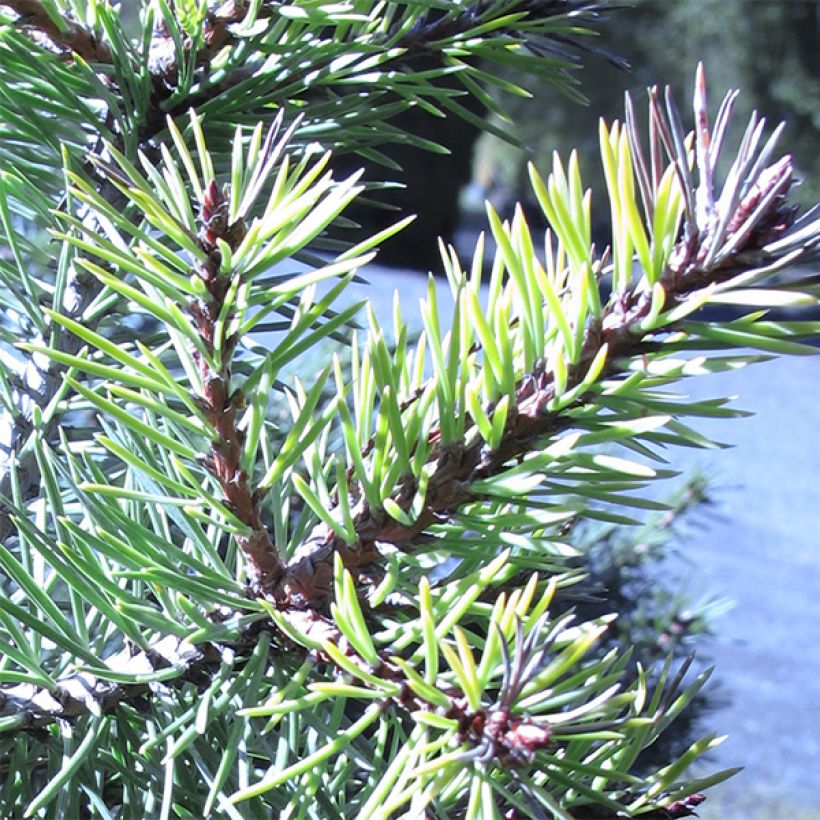 Pinus sylvestris Doone Valley - Grove den (Foliage)