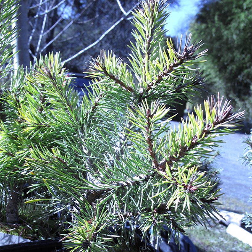 Pinus sylvestris Doone Valley - Grove den (Plant habit)
