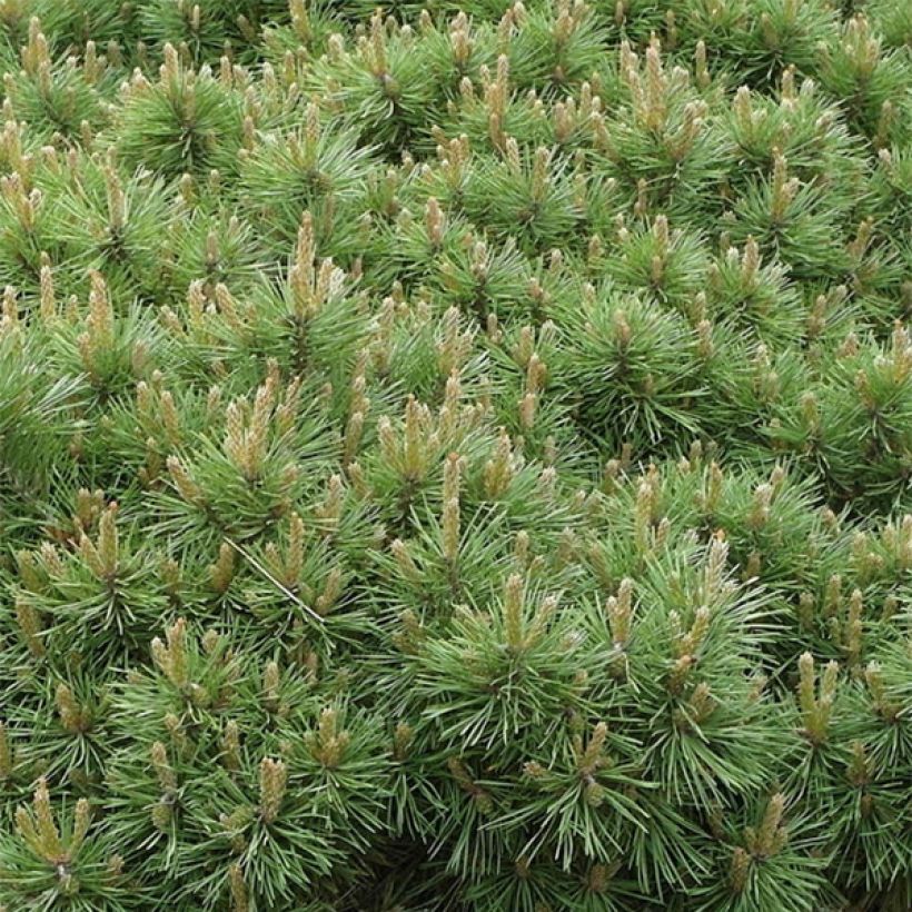 Pinus sylvestris Sandringham - Grove den (Foliage)