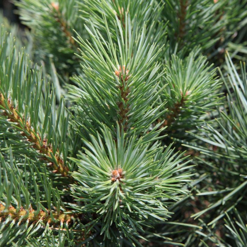 Pinus sylvestris Watereri - Grove den (Foliage)
