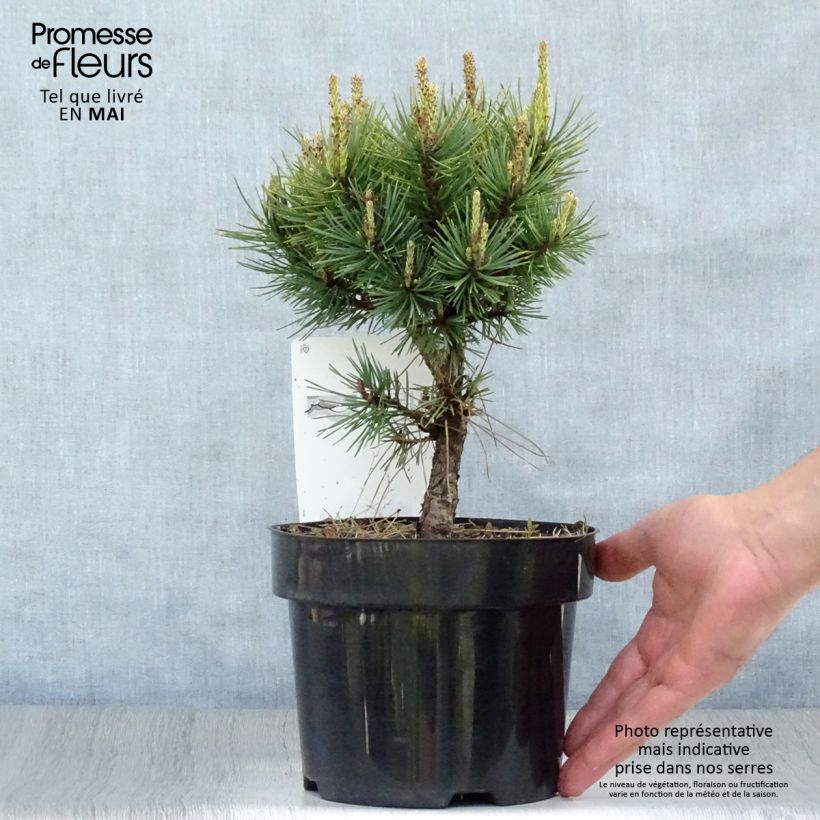 Exemplaar van Pinus sylvestris Watereri - Grove den Pot van 2 l/3 l zoals geleverd in de lente