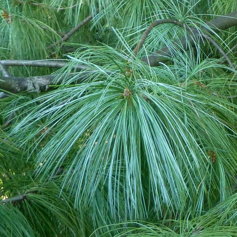 Pinus wallichiana - Tranenden (Foliage)
