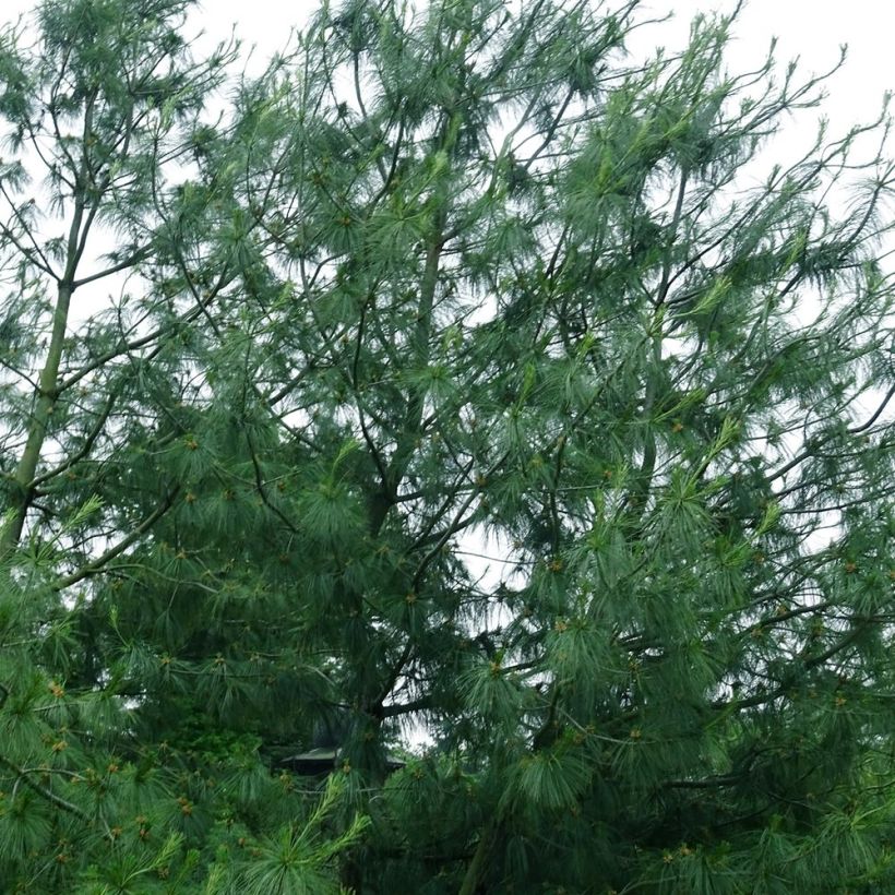 Pinus wallichiana - Tranenden (Plant habit)