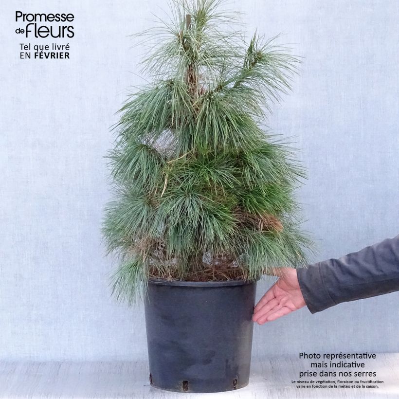 Example of Pinus wallichiana - Tranenden Pot van 18 l/20 l as you get in hiver