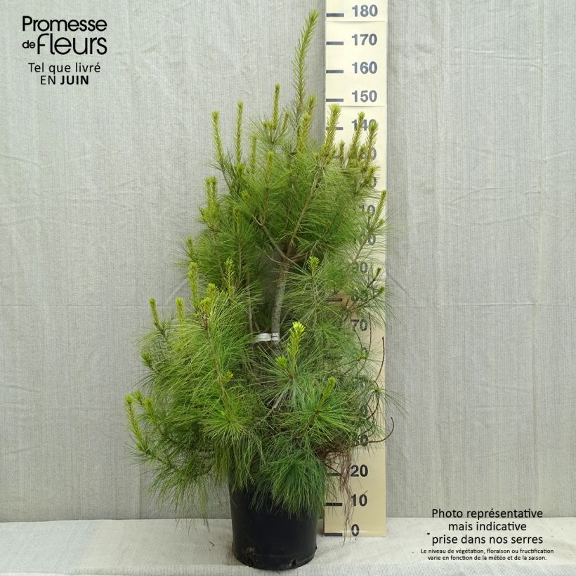 Exemplaar van Pinus wallichiana - Tranenden Pot van 18 l/20 l zoals geleverd in de lente