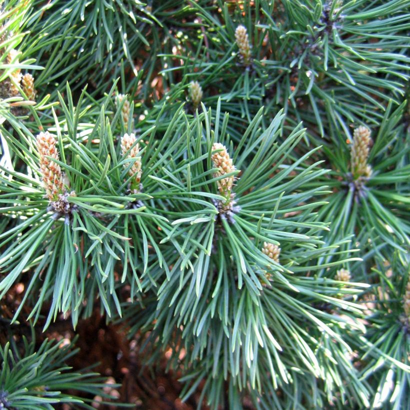 Pinus mugo Gnom - Bergden (Harvest)