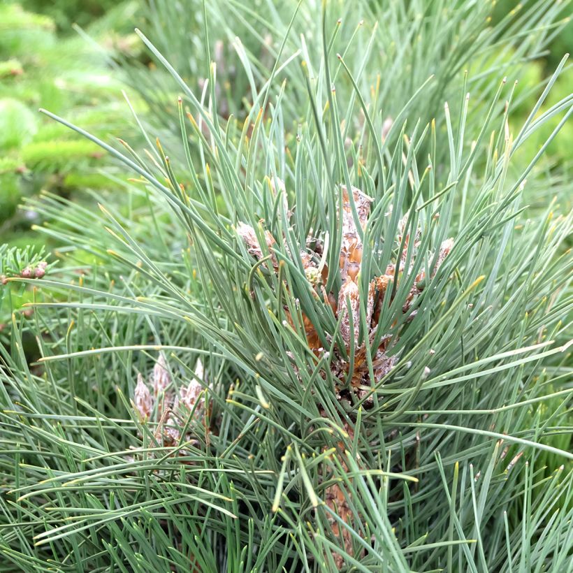 Pinus nigra Green Tower - Zwarte den (Foliage)