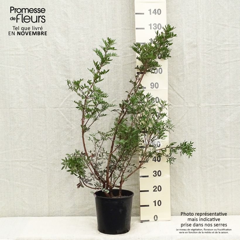 Exemplaar van Pistacia lentiscus - Mastiekboom Pot van 6 l/7 l zoals geleverd in de herfst