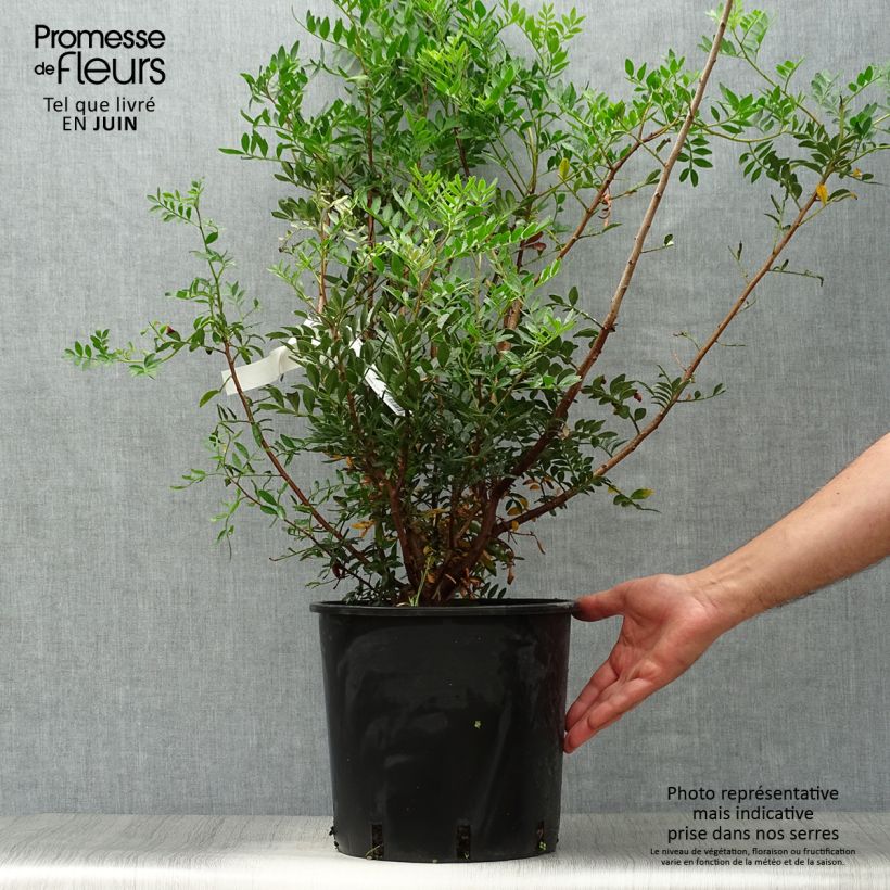 Exemplaar van Pistacia lentiscus - Mastiekboom Pot van 6 l/7 l zoals geleverd in de zomer