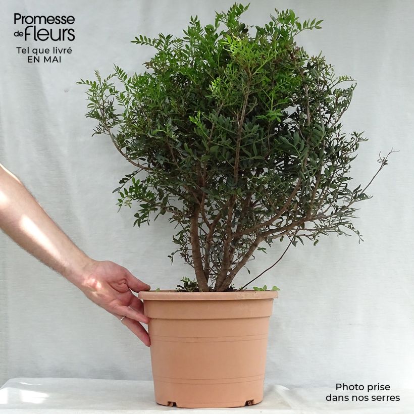 Exemplaar van Pistacia lentiscus - Mastiekboom Pot van 6 l/7 l zoals geleverd in de lente