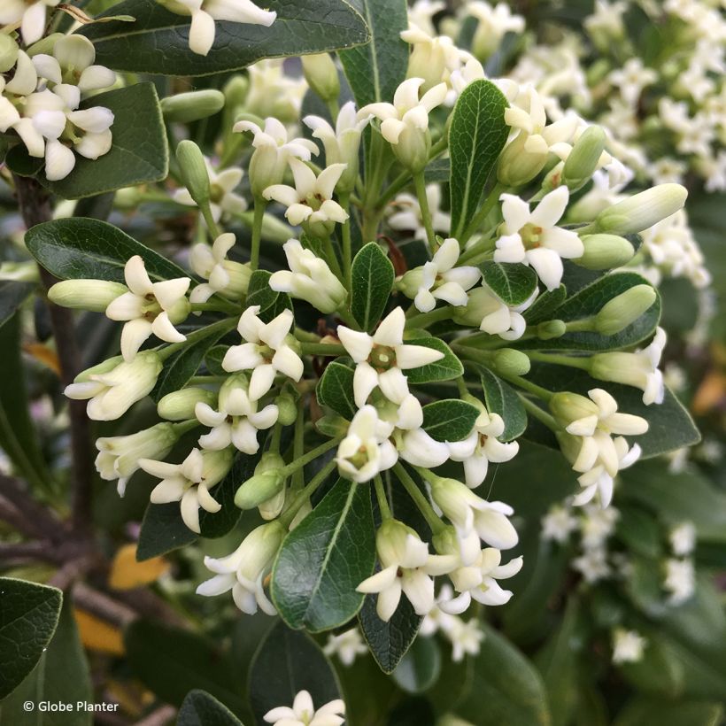 Pittosporum Green Mound - Australische laurier (Bloei)
