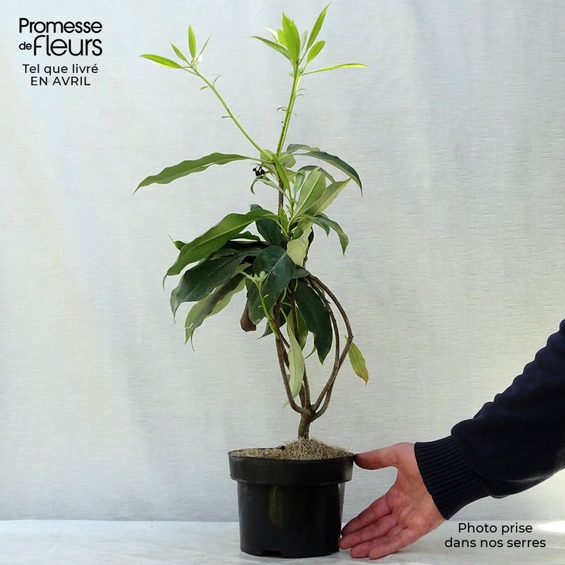 Exemplaar van Pittosporum daphniphylloides - Australische laurier Pot van 2 l/3 l zoals geleverd in de lente