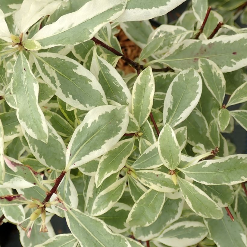 Pittosporum eugenoides Variegatum - Australische laurier (Foliage)