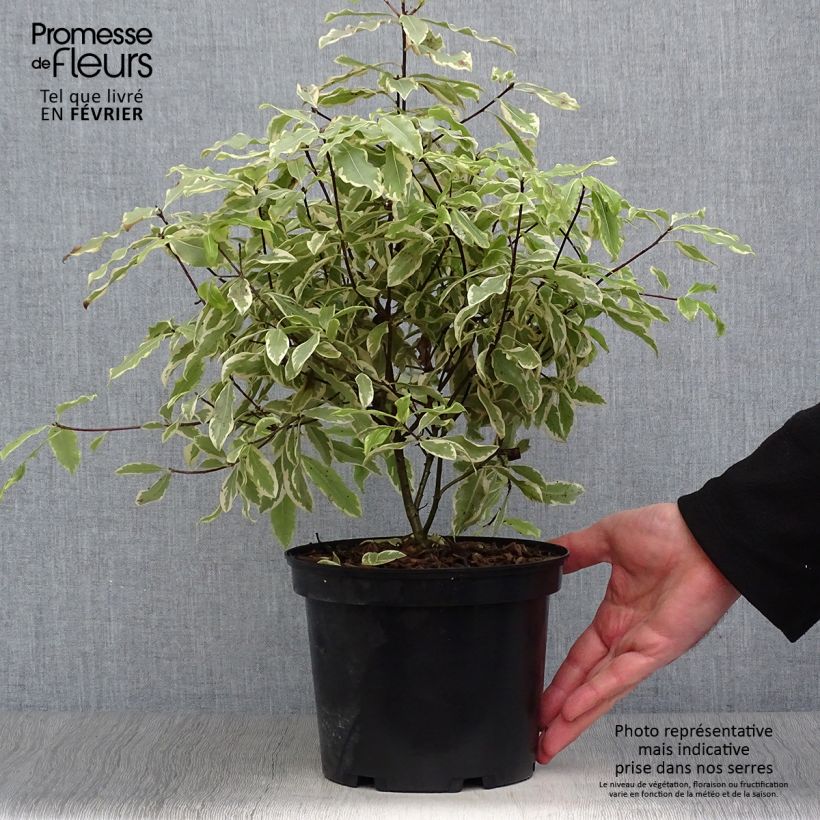 Example of Pittosporum eugenoides Variegatum Pot van 3 l/4 l as you get in hiver