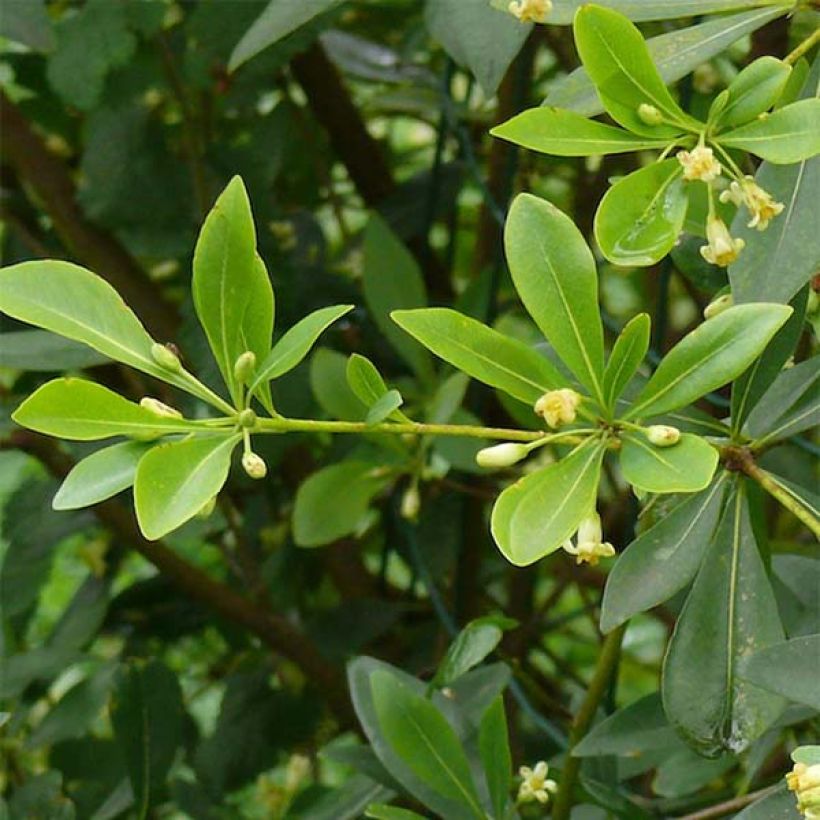 Pittosporum heterophyllum - Australische laurier (Foliage)