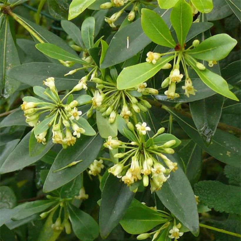 Pittosporum heterophyllum - Australische laurier (Flowering)