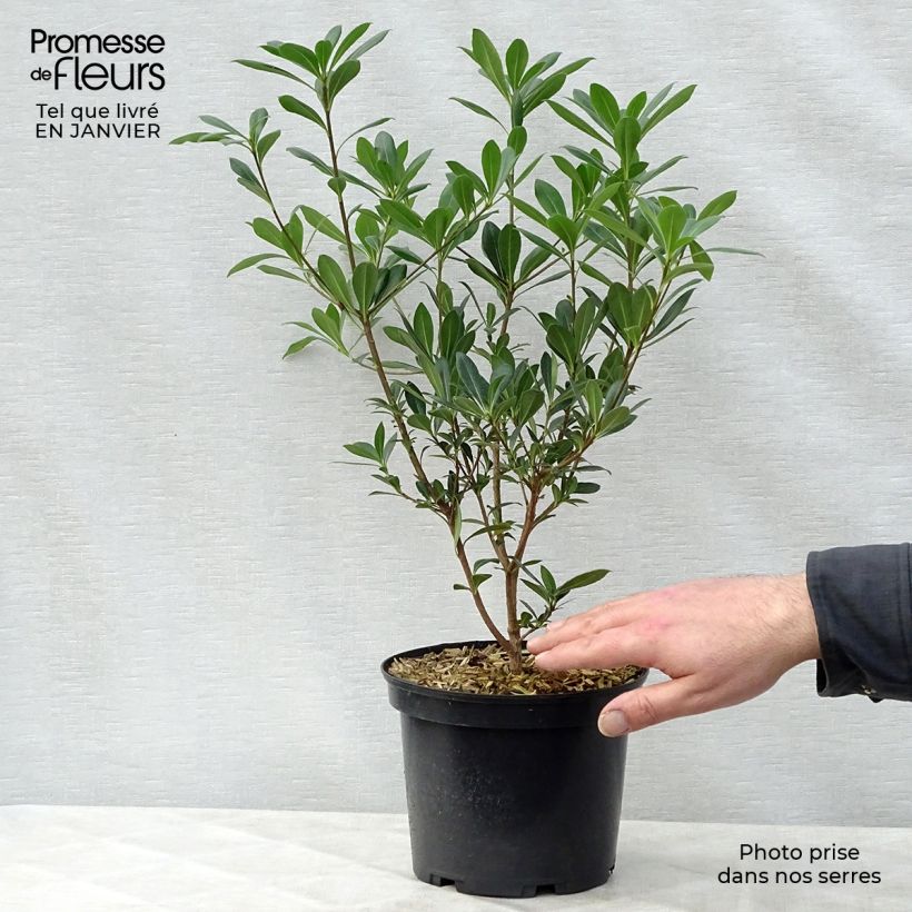 Example of Pittosporum heterophyllum - Pittospore à feuilles variables Pot van 2 l/3 l as you get in hiver