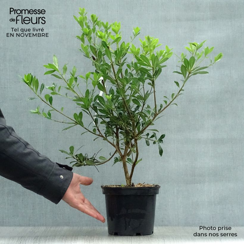 Exemplaar van Pittosporum heterophyllum - Australische laurier Pot van 2 l/3 l zoals geleverd in de herfst