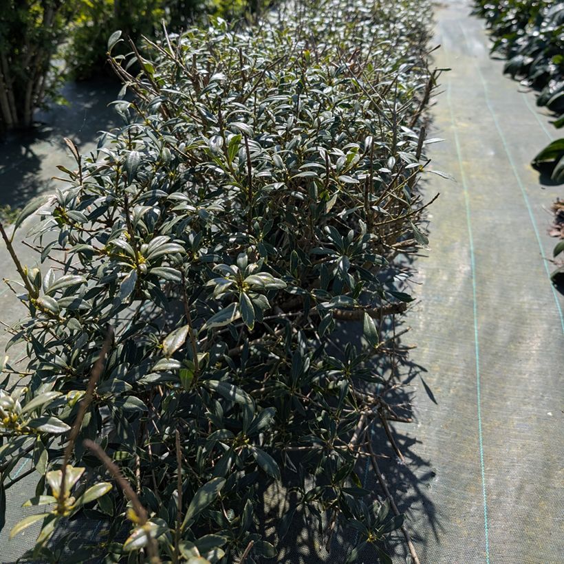 Pittosporum heterophyllum Quissac - Australische laurier (Plant habit)