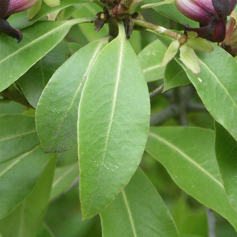 Pittosporum tenuifolium - Australische laurier (Foliage)