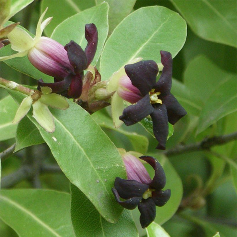 Pittosporum tenuifolium - Australische laurier (Flowering)