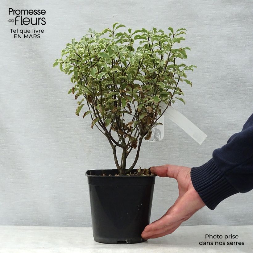 Example of Pittosporum tenuifolium Pot van 2 l/3 l as you get in printemps