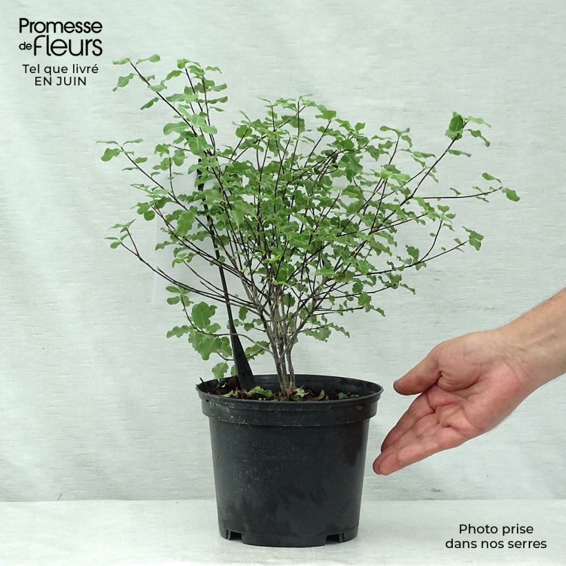 Exemplaar van Pittosporum tenuifolium Abbotsbury Gold - Australische laurier Pot van 2 l/3 l zoals geleverd in de zomer