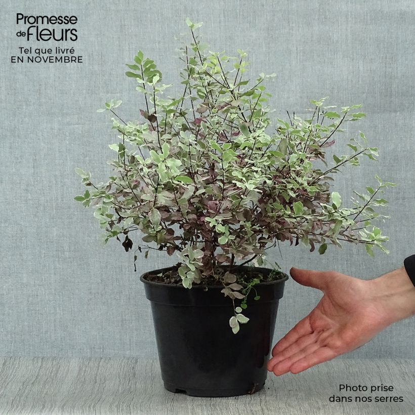 Exemplaar van Pittosporum tenuifolium Bannow Bay - Australische laurier Pot van 3 l/4 l zoals geleverd in de herfst