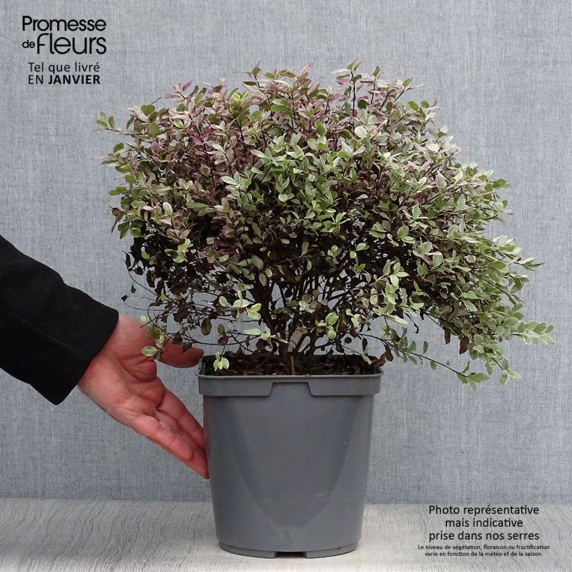 Example of Pittosporum tenuifolium Bannow Bay Pot van 3 l/4 l as you get in hiver