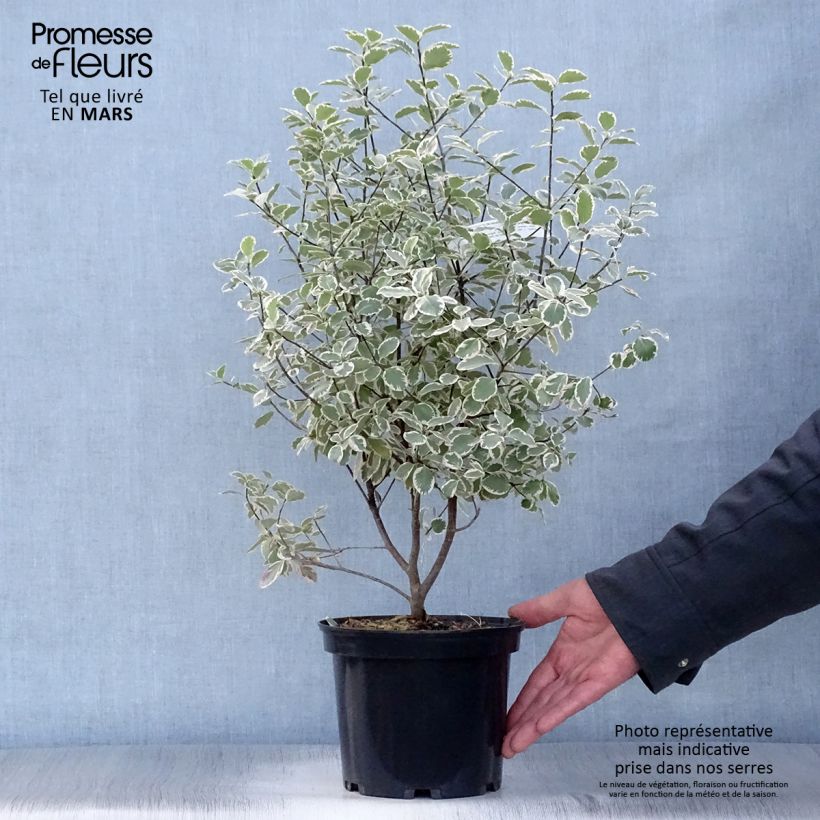 Exemplaar van Pittosporum tenuifolium Elisabeth - Australische laurier Pot van 2 l/3 l zoals geleverd in de lente