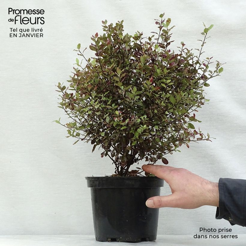 Example of Pittosporum tenuifolium Emerald Dome Pot van 2 l/3 l as you get in hiver
