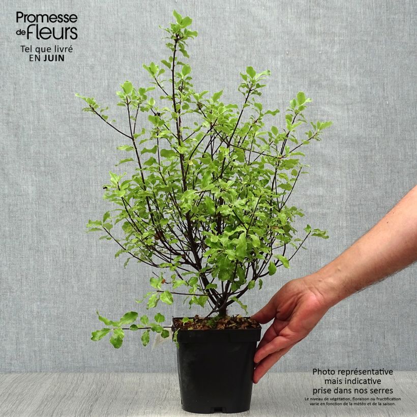 Exemplaar van Pittosporum tenuifolium Emerald Dome - Australische laurier Pot van 2 l/3 l zoals geleverd in de zomer